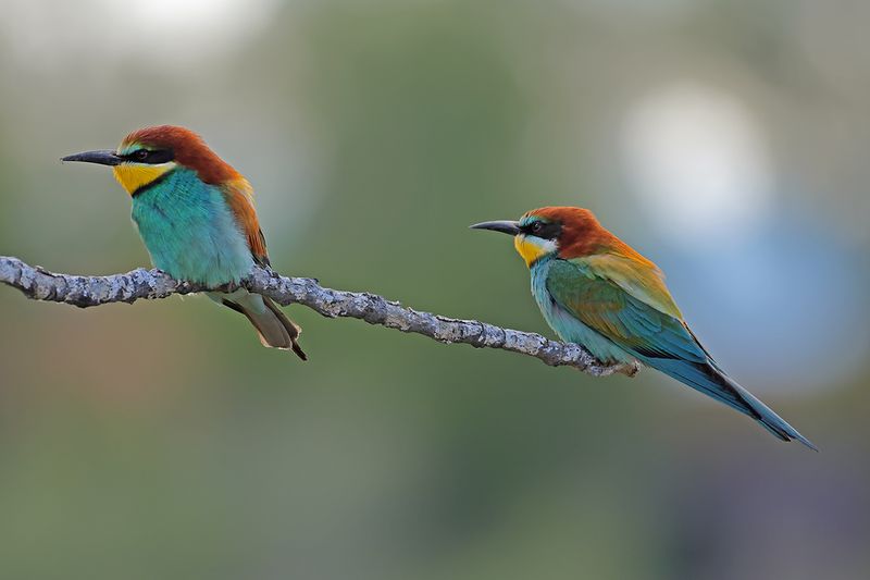 European Bee-eater (Merops apiaster)