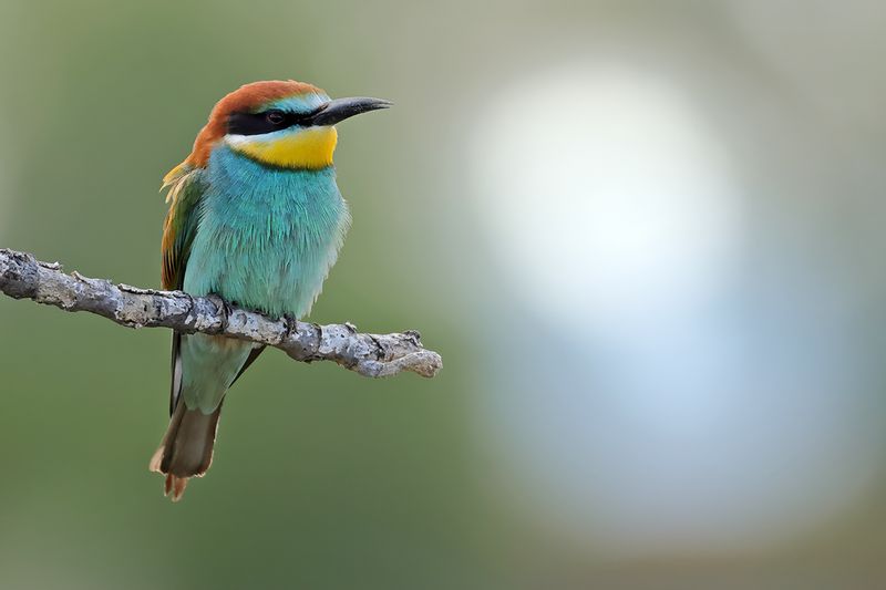 European Bee-eater (Merops apiaster)