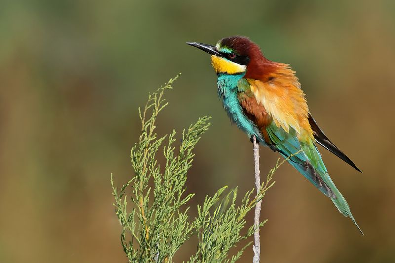 European Bee-eater (Merops apiaster)