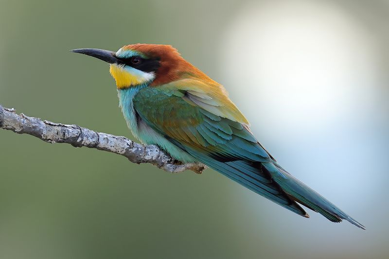 European Bee-eater (Merops apiaster)