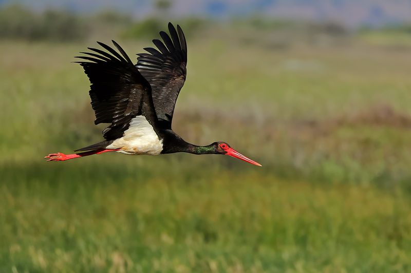 Black Stork  (Ciconia nigra)