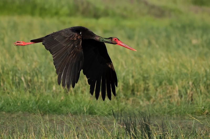 Black Stork  (Ciconia nigra)