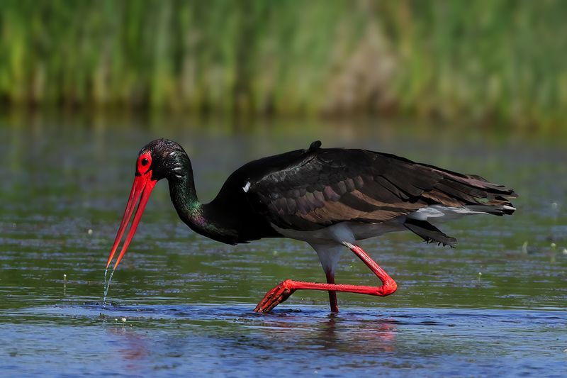 Black Stork  (Ciconia nigra)