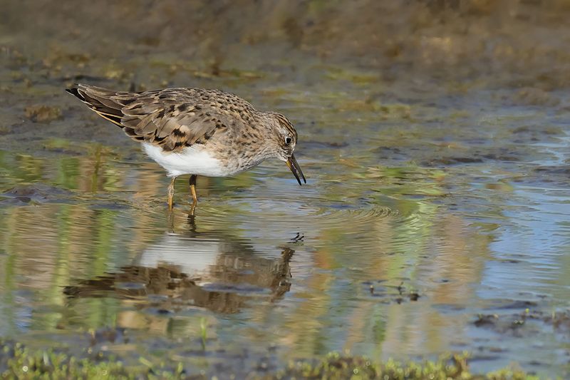 Temminck's Stint (Calidris temminckii)