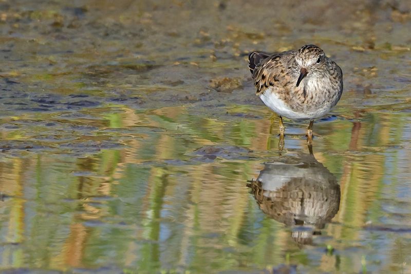 Temminck's Stint (Calidris temminckii)