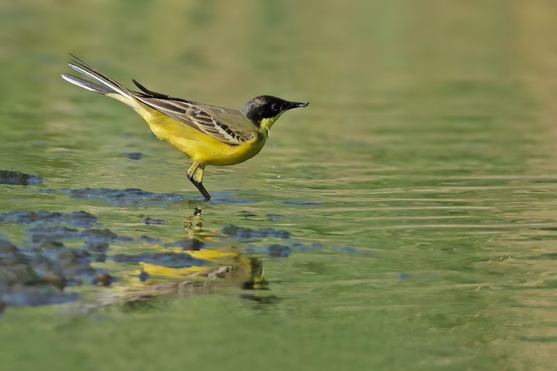 Black-headed Wagtail (Motacilla flava ssp feldegg)