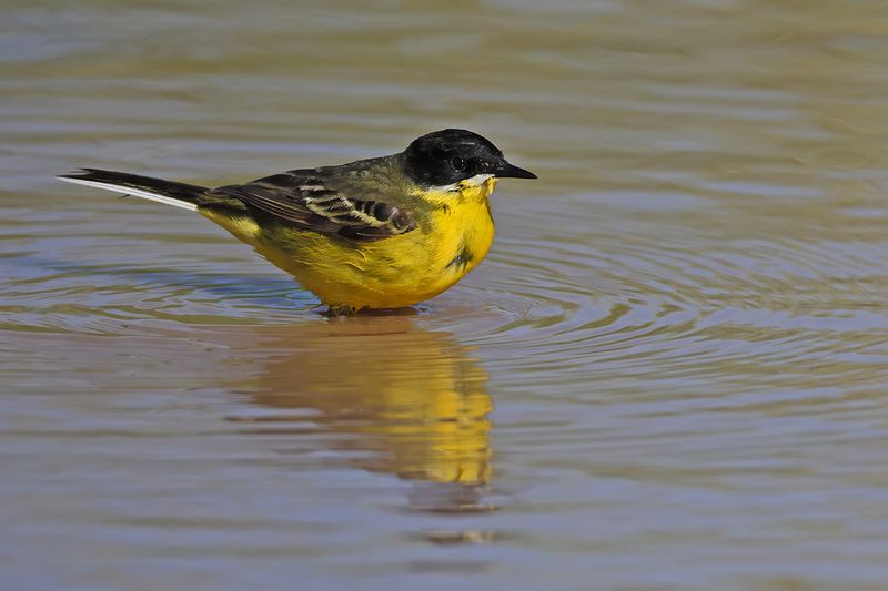 Black-headed Wagtail (Motacilla flava ssp feldegg)