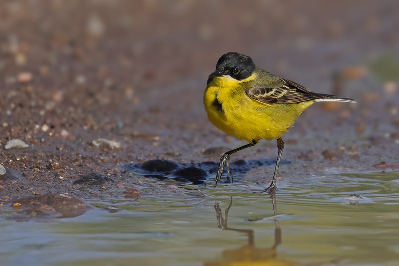 Black-headed Wagtail (Motacilla flava ssp feldegg)