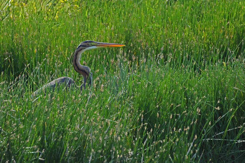 Purple Heron (Ardea purpurea) 