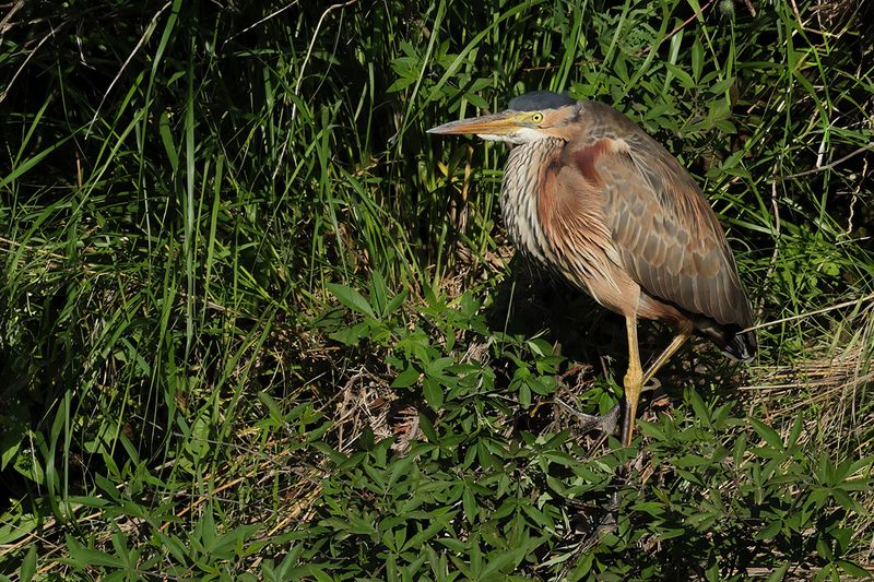 Purple Heron (Ardea purpurea) 