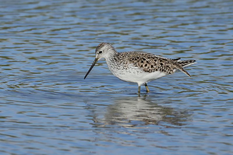 Marsh Sandpiper (Tringa stagnatilis)	