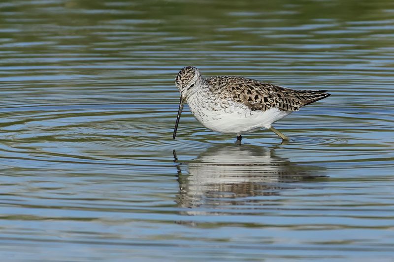 Marsh Sandpiper (Tringa stagnatilis)	