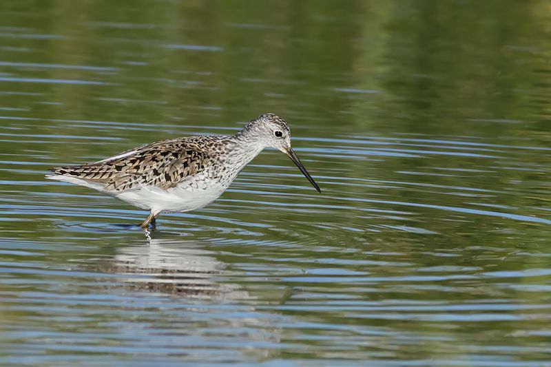 Marsh Sandpiper (Tringa stagnatilis)	