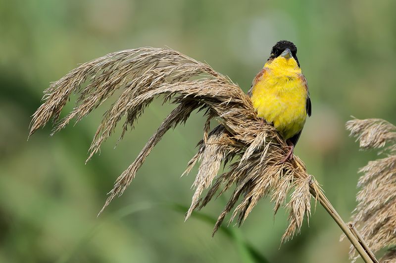 Black-headed Bunting (Emberiza melanocephala)