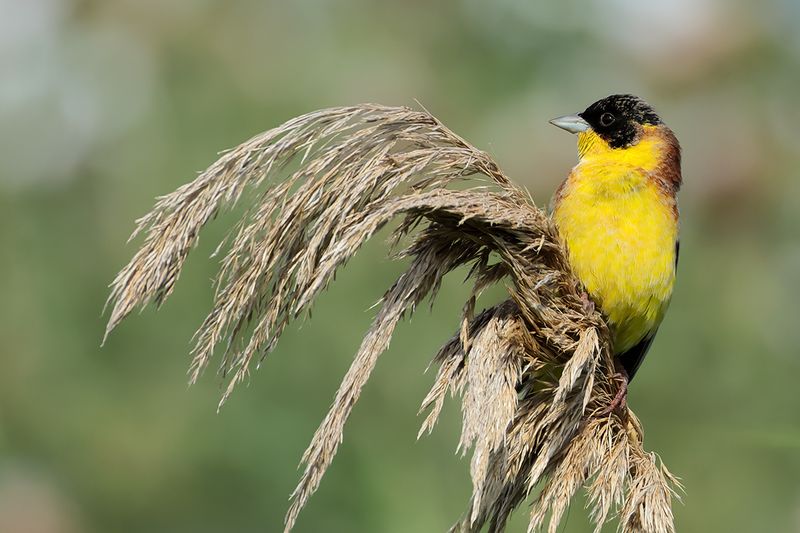 Black-headed Bunting (Emberiza melanocephala)