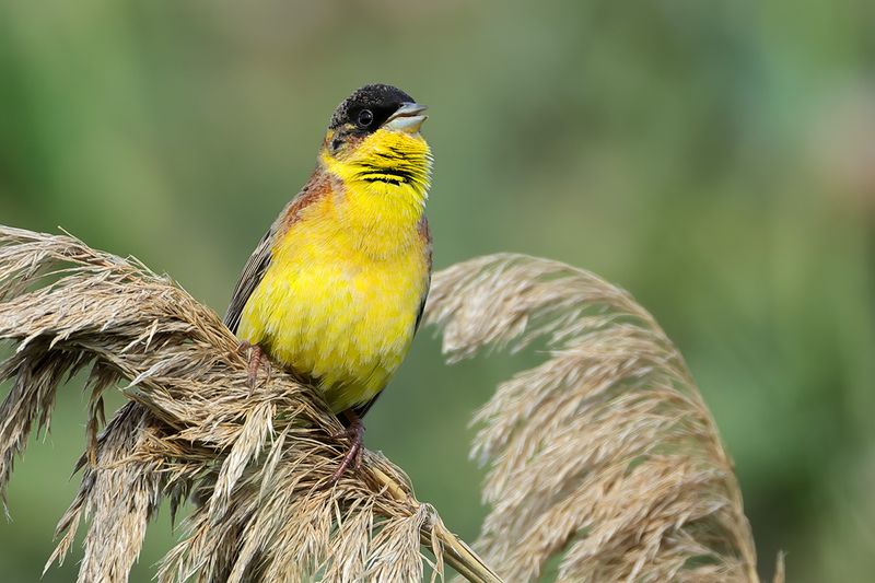 Black-headed Bunting (Emberiza melanocephala)