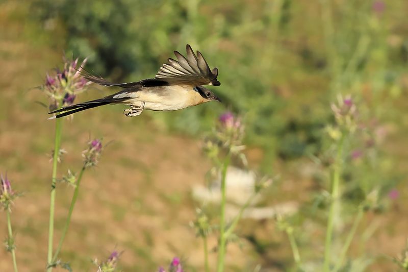 Great Spotted Cuckoo (Clamator glandarius)	