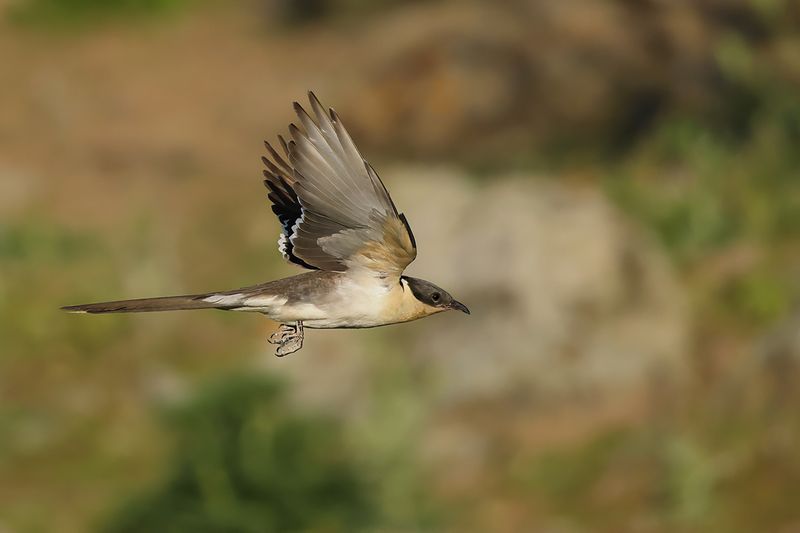 Great Spotted Cuckoo (Clamator glandarius)	