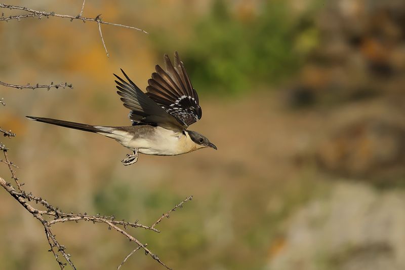 Great Spotted Cuckoo (Clamator glandarius)	