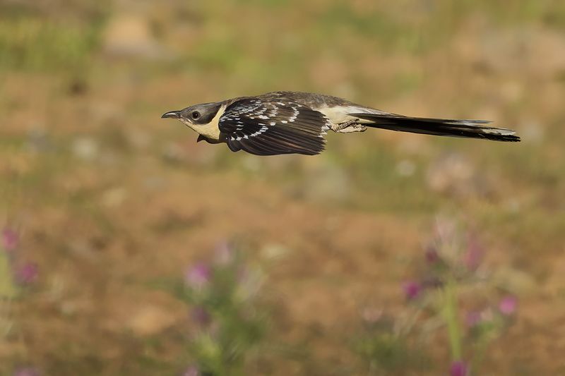 Great Spotted Cuckoo (Clamator glandarius)	