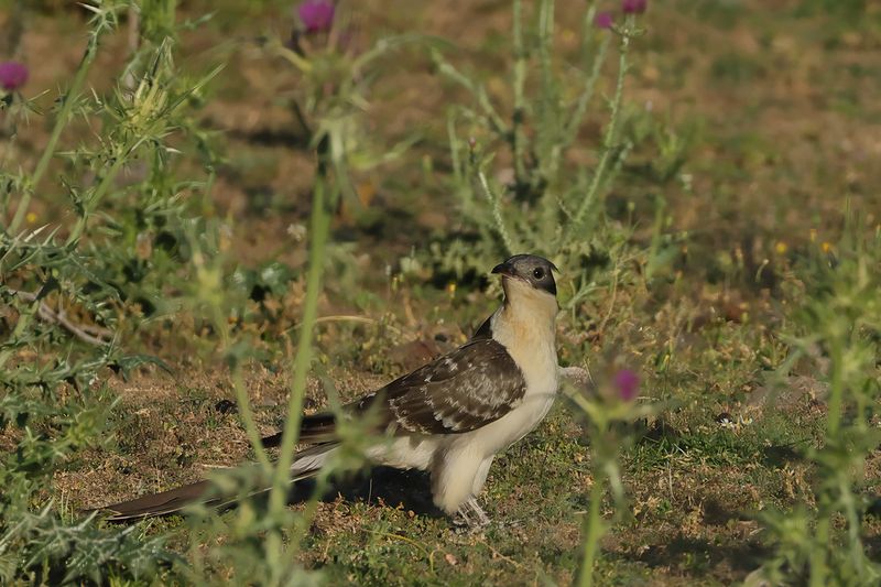 Great Spotted Cuckoo (Clamator glandarius)	