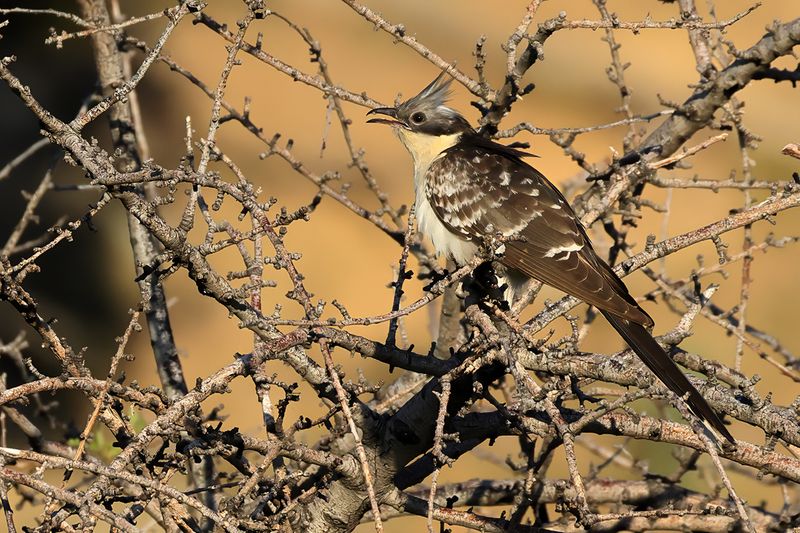 Great Spotted Cuckoo (Clamator glandarius)	