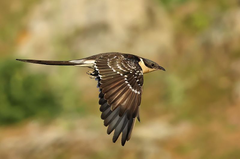 Cuckoos