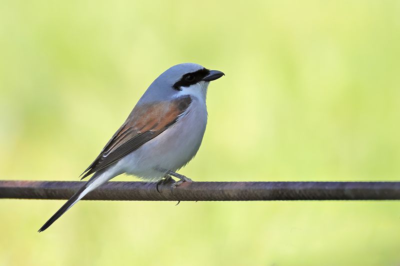 Red-backed Shrike (Lanius collurio)