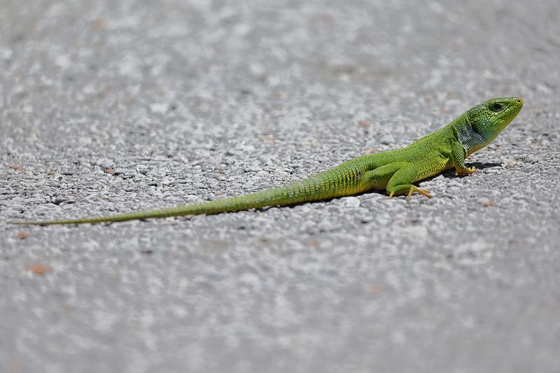 East-Aegean Giant Emerald Lizard (Lacerta diplochondrodes)