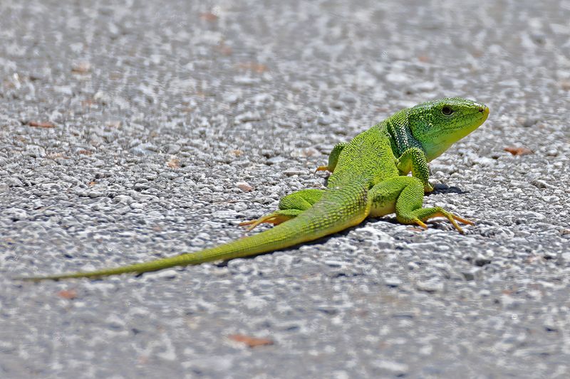 East-Aegean Giant Emerald Lizard (Lacerta diplochondrodes)