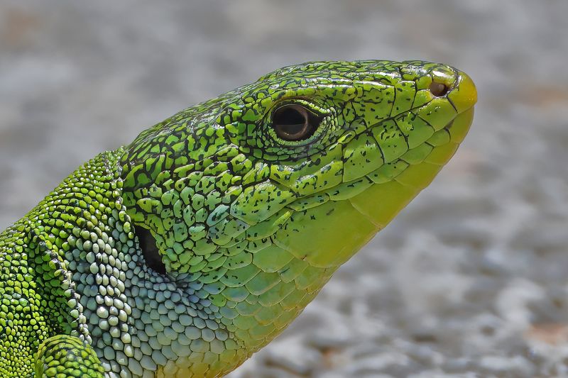 East-Aegean Giant Emerald Lizard (Lacerta diplochondrodes)