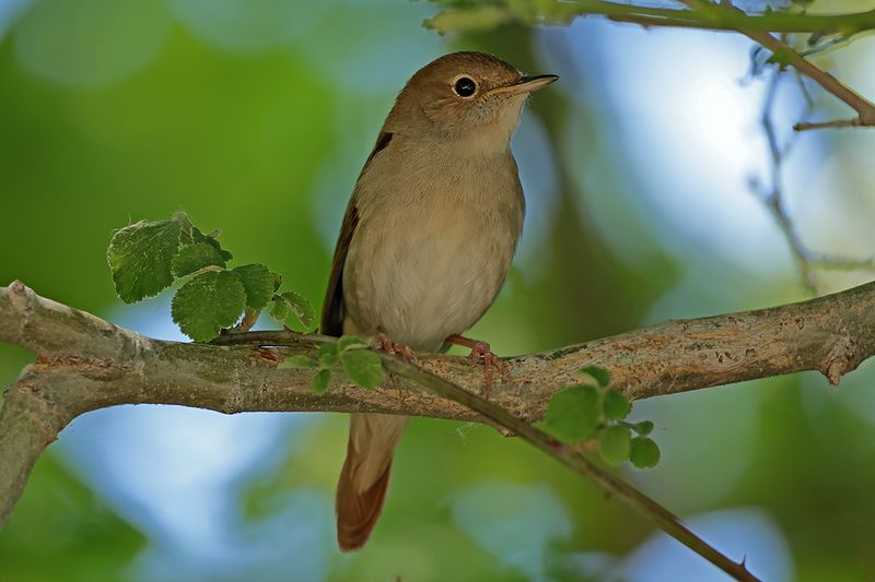 Nightingale (Luscinia megarhynchos)