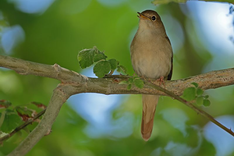 Nightingale (Luscinia megarhynchos)