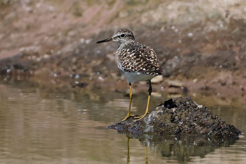Wood Sandpiper  (Tringa glareola)