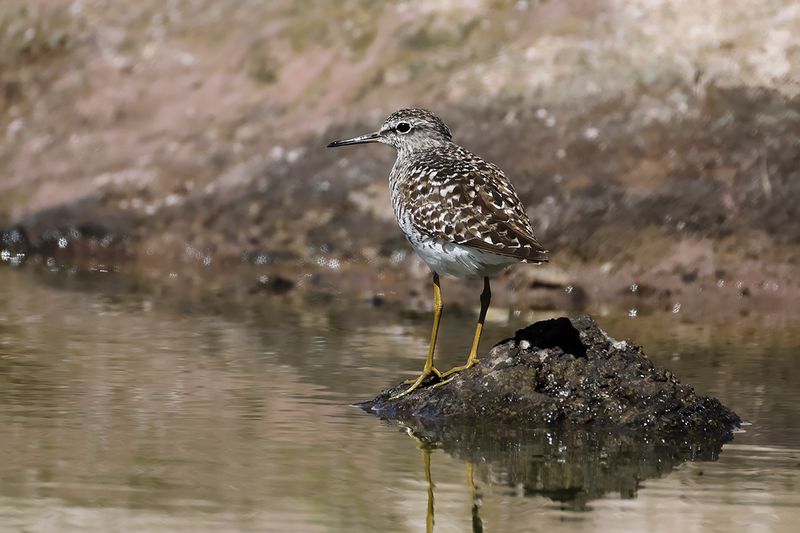 Wood Sandpiper  (Tringa glareola)