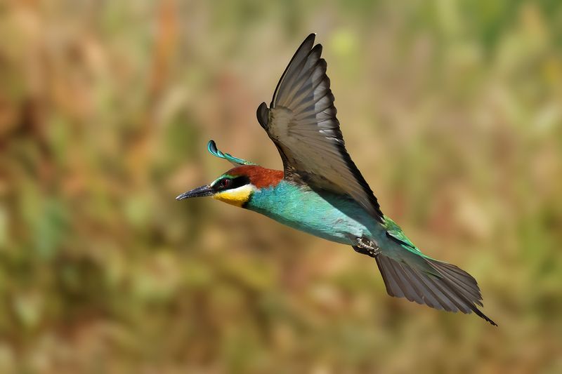 European Bee-eater (Merops apiaster)