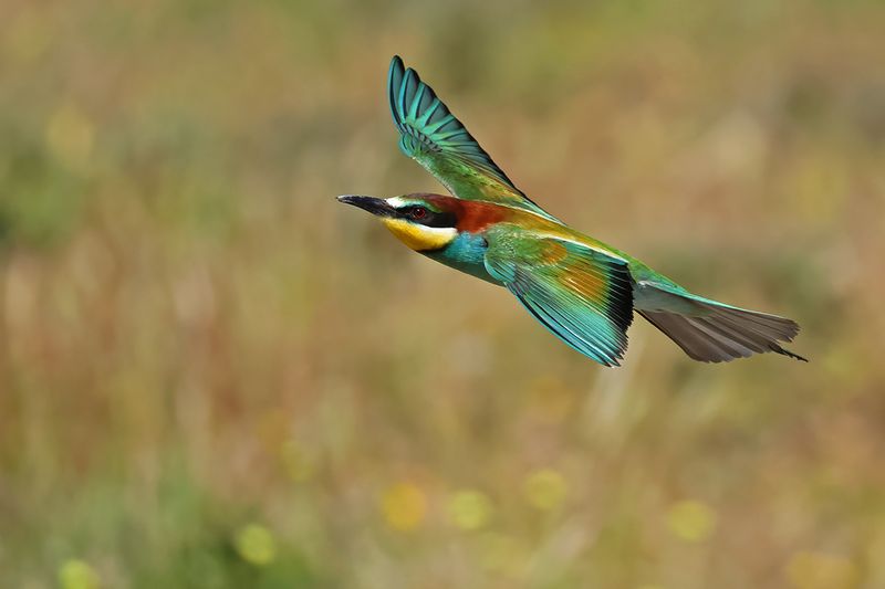 European Bee-eater (Merops apiaster)