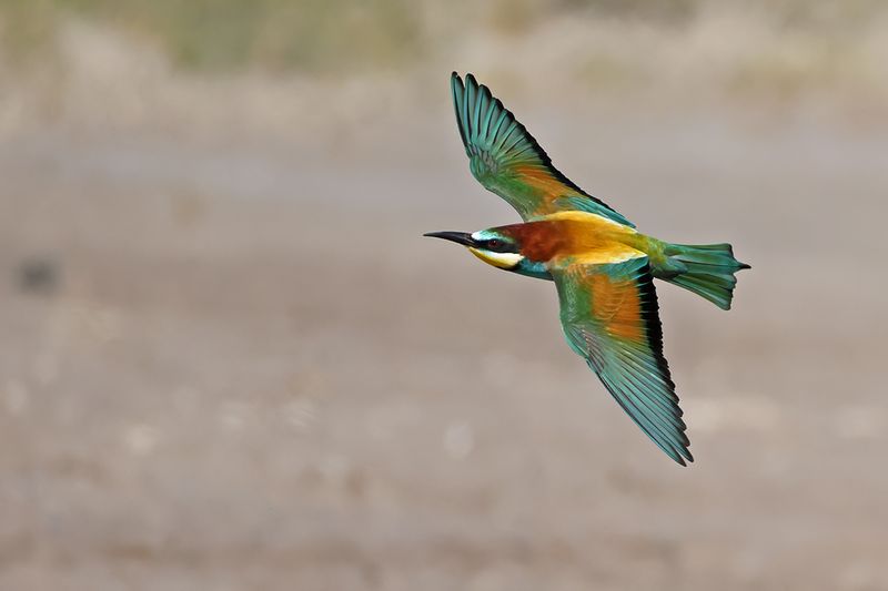 European Bee-eater (Merops apiaster)