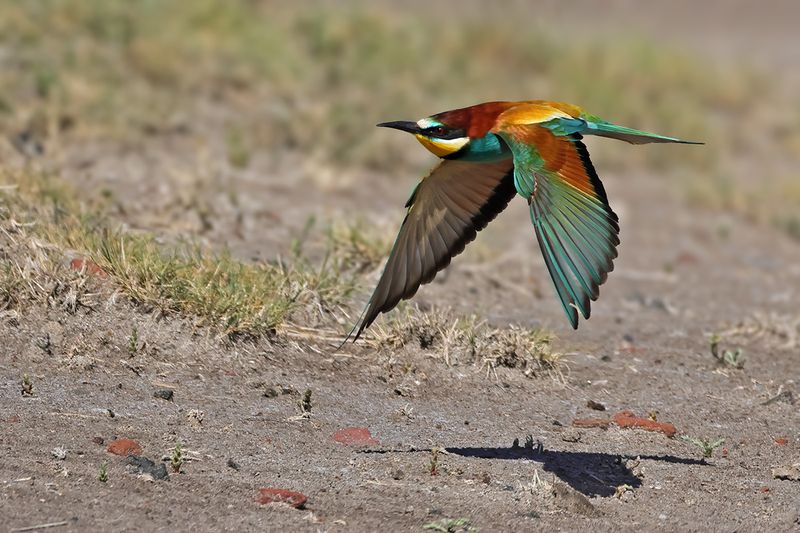 European Bee-eater (Merops apiaster)