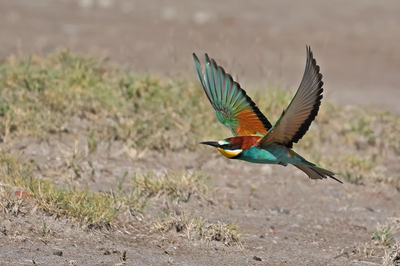 European Bee-eater (Merops apiaster)