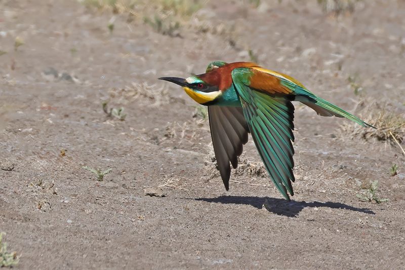 European Bee-eater (Merops apiaster)