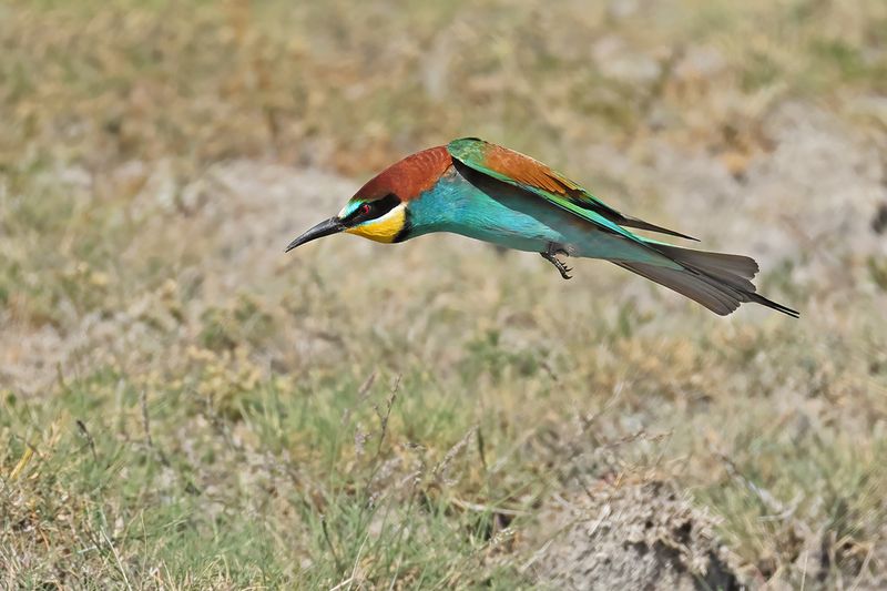 European Bee-eater (Merops apiaster)