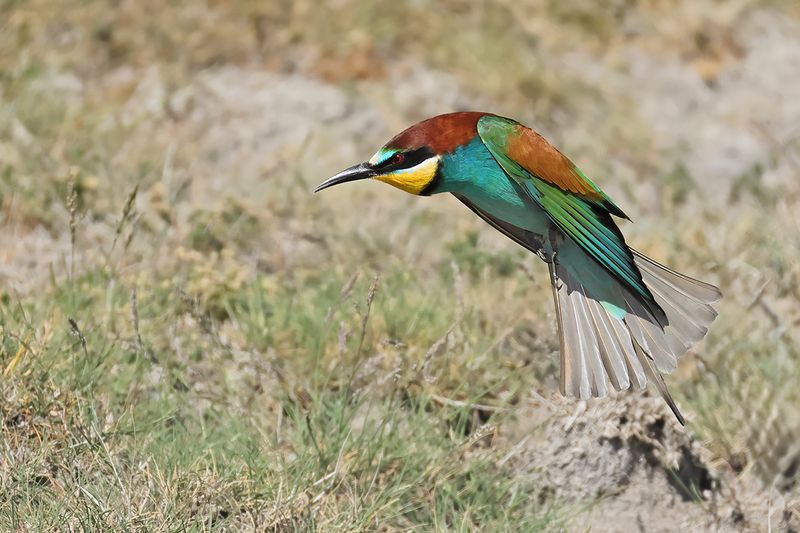 European Bee-eater (Merops apiaster)