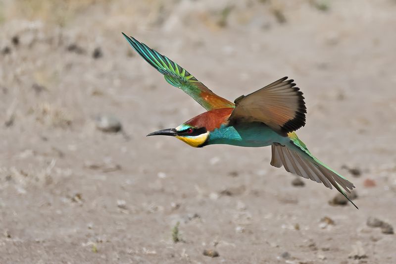 European Bee-eater (Merops apiaster)