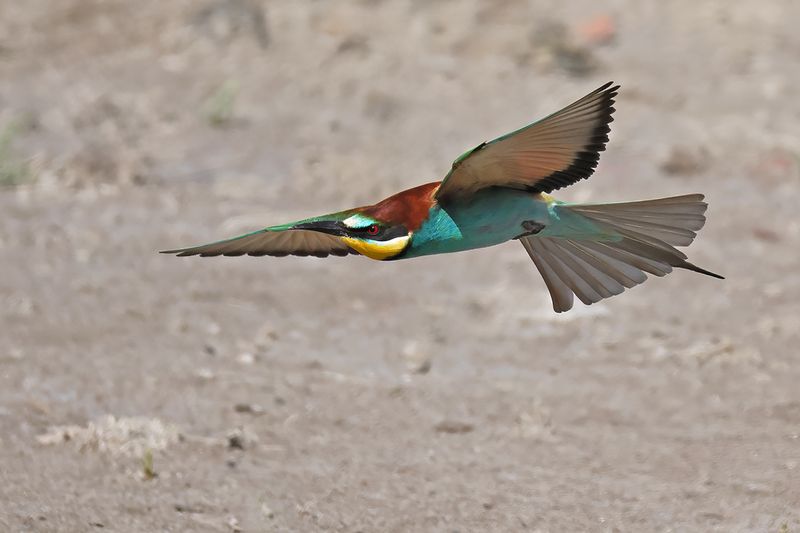 European Bee-eater (Merops apiaster)