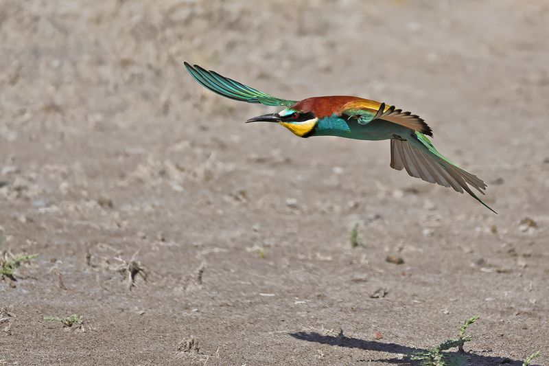 European Bee-eater (Merops apiaster)