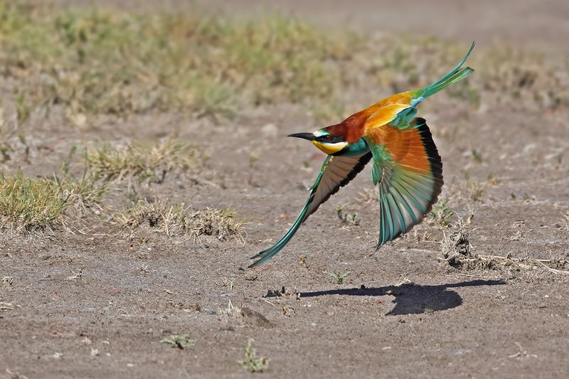 European Bee-eater (Merops apiaster)