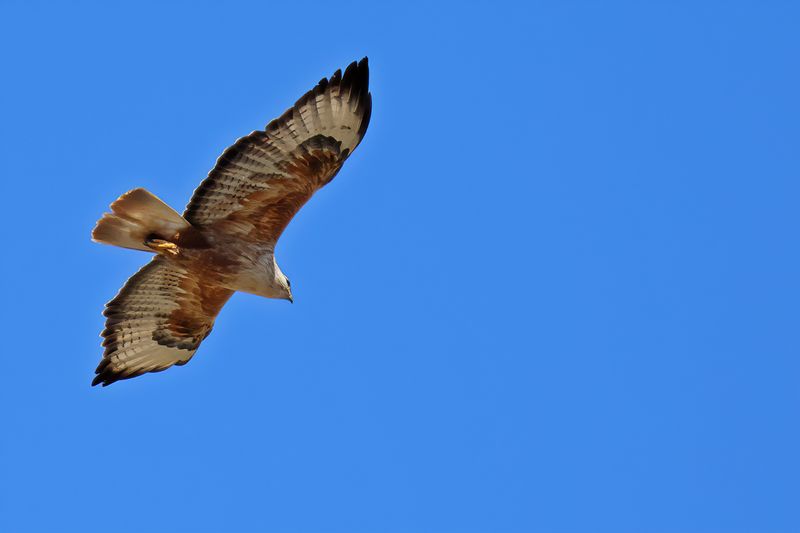 Long-legged Buzzard (Buteo rufinus)