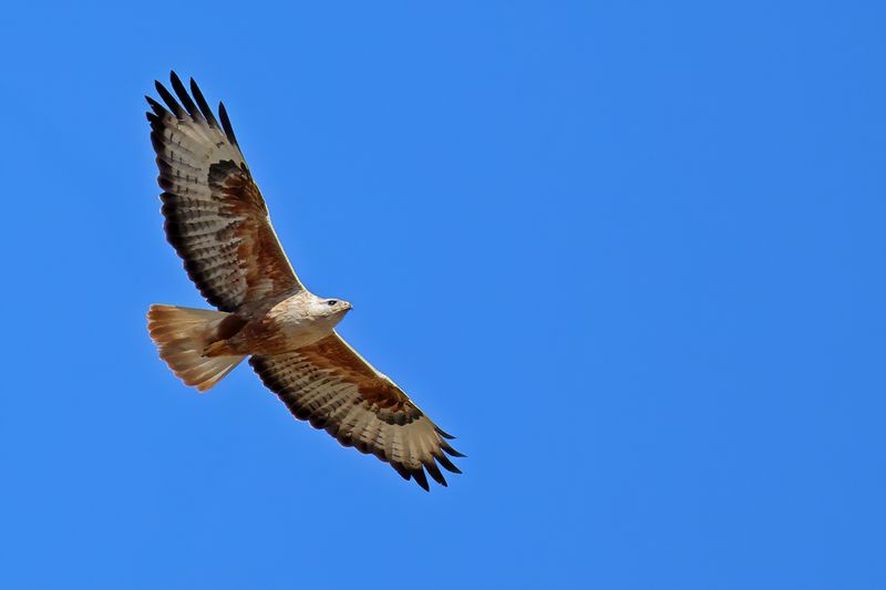 Long-legged Buzzard (Buteo rufinus)
