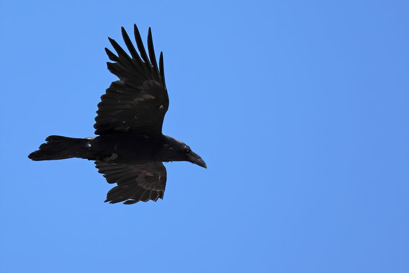 Northern Raven (Corvus corax)